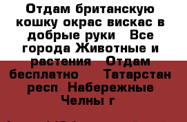 Отдам британскую кошку окрас вискас в добрые руки - Все города Животные и растения » Отдам бесплатно   . Татарстан респ.,Набережные Челны г.